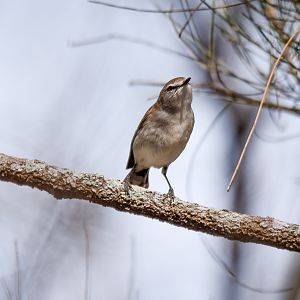 Mangrove Gerygone
