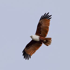 Brahminy Kite