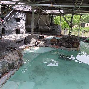 Humbolt penguin exhibit