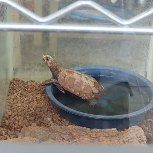 Black breasted leaf turtle