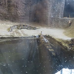 False gharial