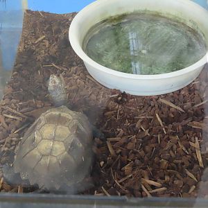 Keeled box turtle