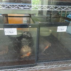 Cambodian box turtle (labelled)