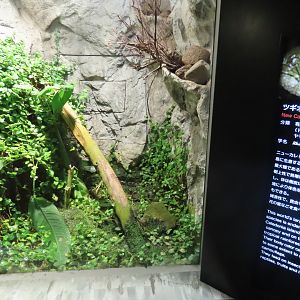 New Caledonian giant gecko exhibit