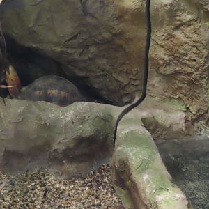 Flowerback box turtle