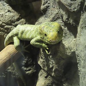 Monkey tailed skink