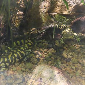 Tiger salamander