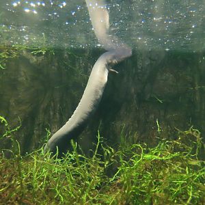 Three toed amphiuma