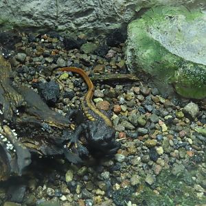 Kweichow crocodile newt