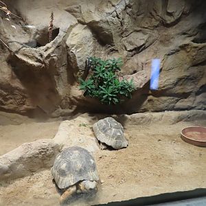 Radiated tortoise