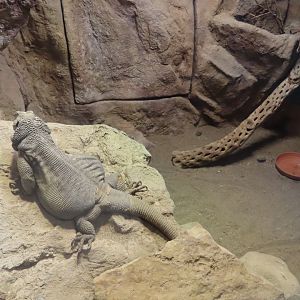 Angel island chuckwalla