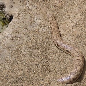 Tartar sand boa