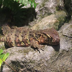 Chinese crocodile lizard