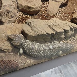 Shingleback skink