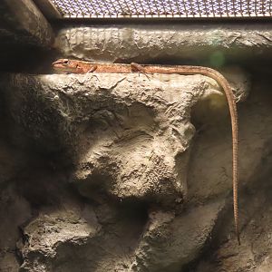 Japanese grass lizard