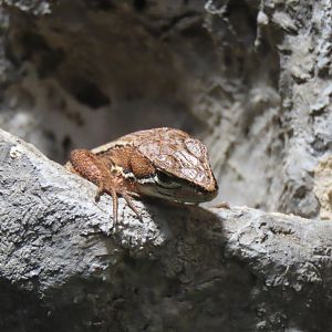 Japanese grass lizard