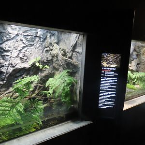 Reptile house exhibits