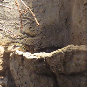 Japanese striped snake