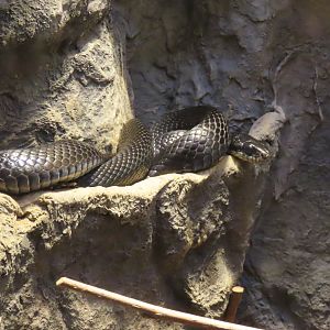Japanese striped snake (melanistic)