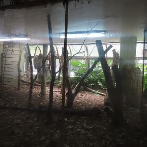 Red squirrel exhibit