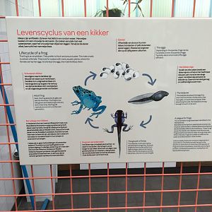 New frog area - Life cycle of a frog info sign