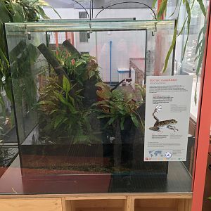 New frog area - First terrarium: Little rock frogs (Staurois parvus)