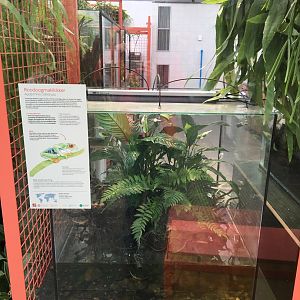 New frog area - Second terrarium: Red-eyed Tree Frogs (Agalychnis callidryas)