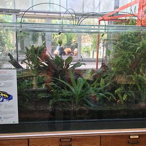 New frog area - Third terrarium: Dyeing dart frogs (Dendrobates tinctorius var. regina)