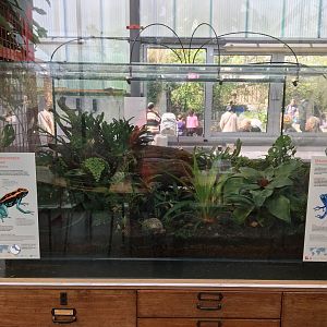 New frog area - Fourth terrarium: Golfodulcean poison dart frogs (Phyllobates vittatus) & Blue poison dart frogs (Dendrobates tinctorius var. azureus)