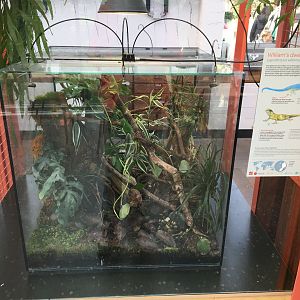 New frog area - Fifth terrarium: William's electric blue gecko (Lygodactylus williamsi)