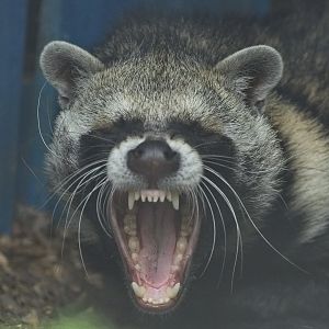' The yawn' African Civet