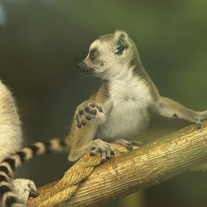 Baby RT lemur