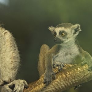 Baby RT lemur