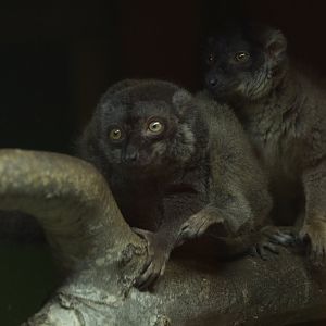 Brown Lemurs