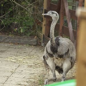 Greater Rhea