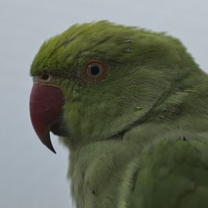 Green parrot (whose species escapes me for the minute)