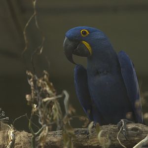 Hyacinth Macaw