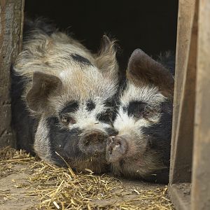 'Love's young dream' Kune Kune Pigs.