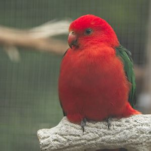 Australian King Parrot