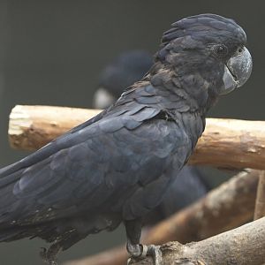 Red Tailed Black Cockatoo