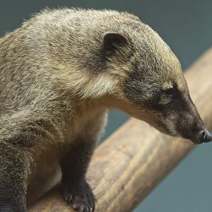 Ring Tailed Coati