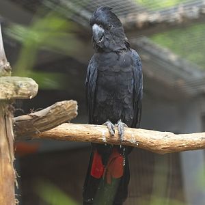 Red Tailed Black, Cockatoo