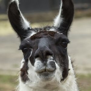 LLama