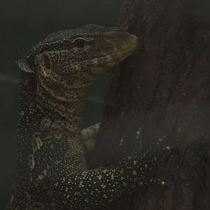 Nile Monitor