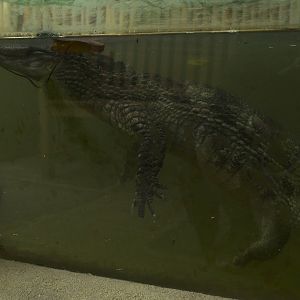 Spectacled Caiman
