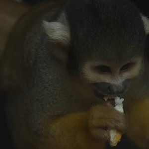 Squirrel Monkey