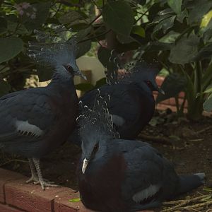 Victoria Blue Crowned Pigeons