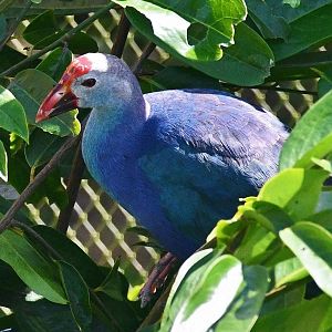 Grey-headed Swamphen (Porphyrio poliocephalus)