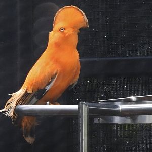 Guianan Cock-of-the-rock (Rupicola rupicola)