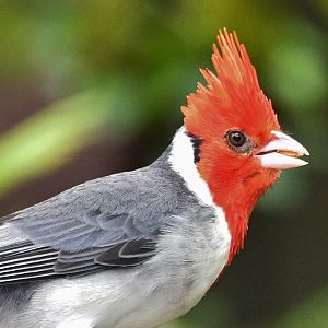 Red-crested Cardinal (Paroaria coronata)